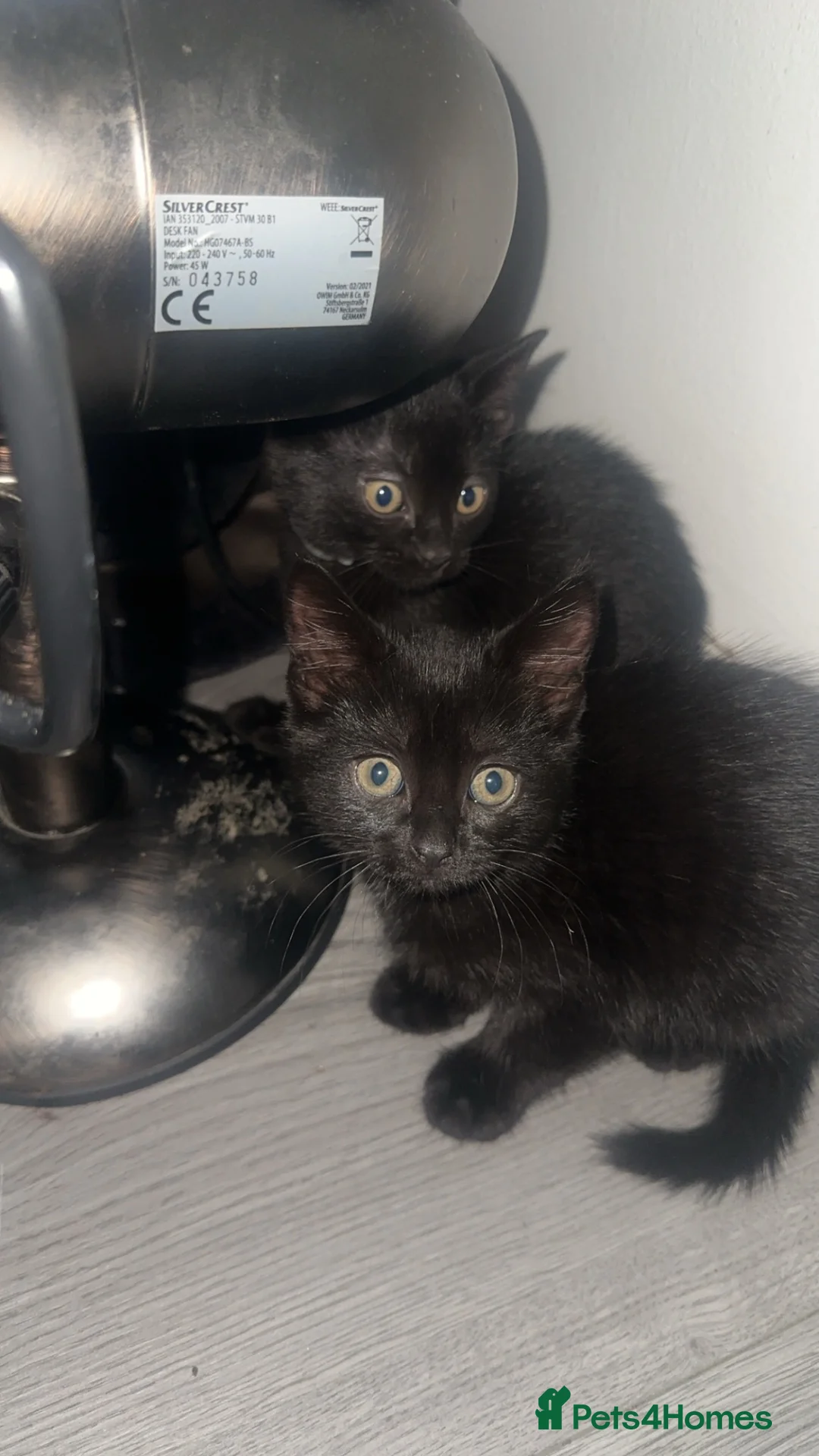 Ragdoll cats for sale: Ragdoll kittens in Durham - Advert 2