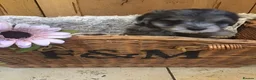 Jackapoo dogs for sale: Mr steven wilson - Advert 11