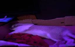 Dutch rabbits for sale: Thumper needs a new home 🌟 - Advert 3