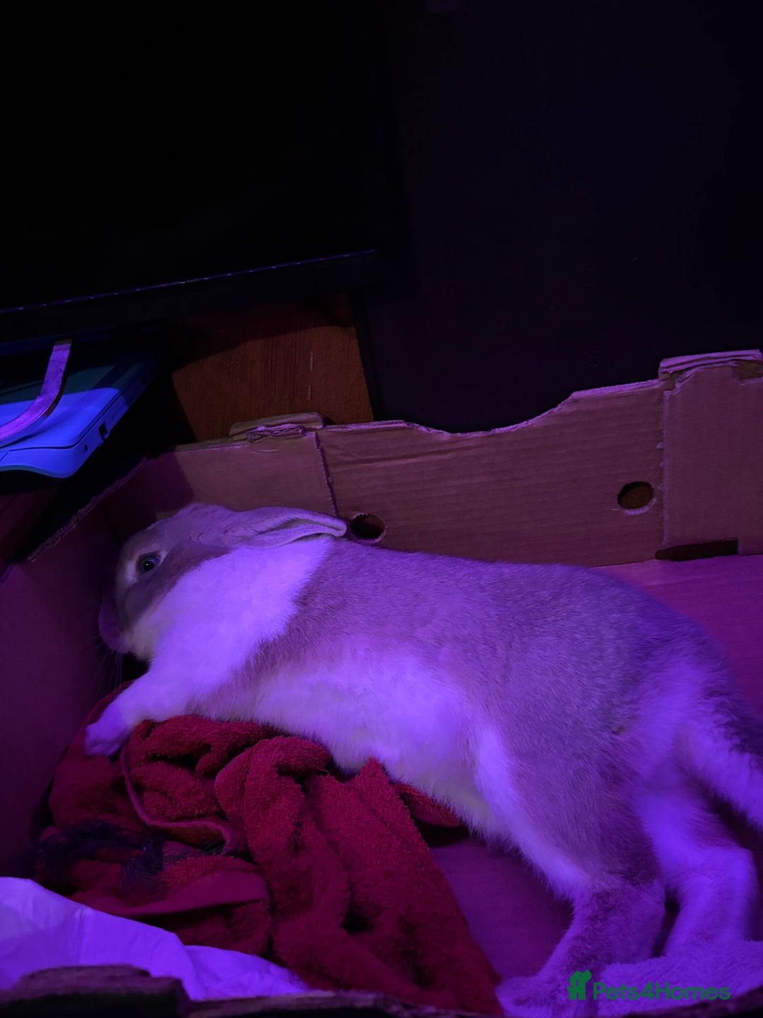 Dutch rabbits for sale: Thumper needs a new home 🌟 - Advert 3