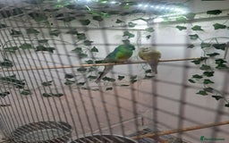 Parakeets birds for sale: Pair of redrump parakeet  - Image 2