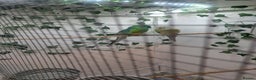 Parakeets birds for sale: Pair of redrump parakeet  - Advert 2
