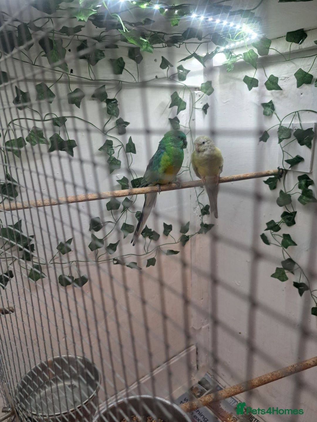 Parakeets birds for sale: Pair of redrump parakeet  - Image 2
