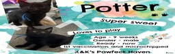 Domestic Shorthair cats for sale: Kittens & cats for adoption  - Advert 6