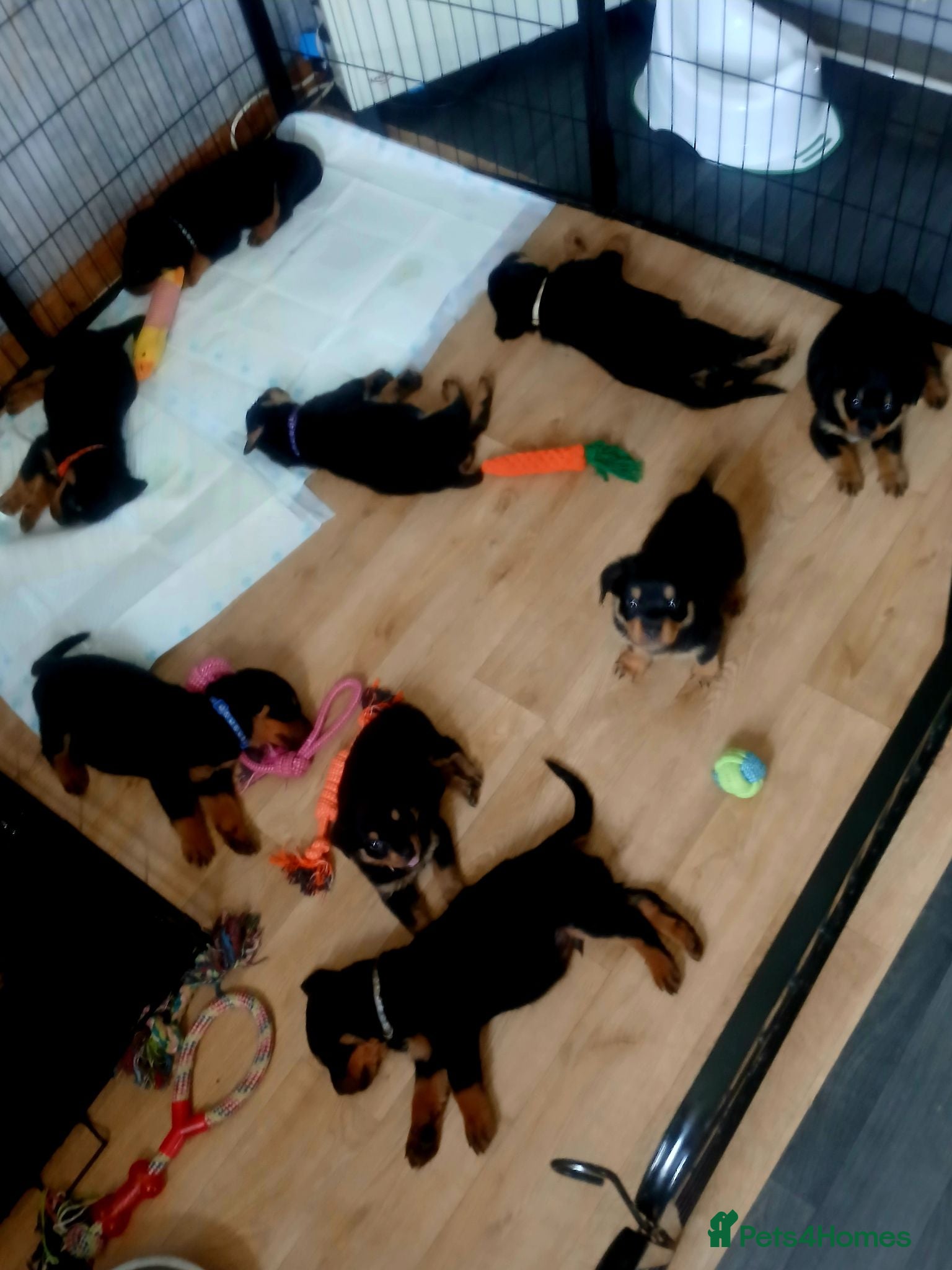Rottweiler dogs Chunky Rottweiler puppies 🐶  - Advert 9