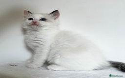 Ragdoll cats for sale: Beautiful Ragdoll kittens from Champion lines - Image 9