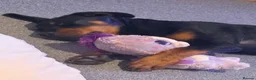 Rottweiler dogs for sale: Amazingly trained, loving, sweet girl - Advert 4