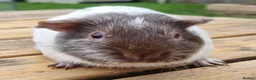 Guinea Pig rodents for sale: Beautiful Baby guinea pigs for sale  - Advert 9