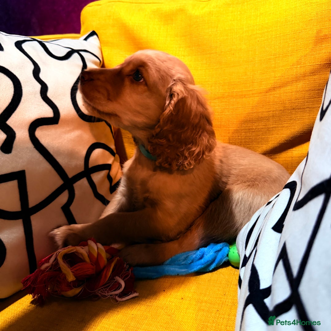 Cocker Spaniel dogs for sale: 7 Stunning Cocker Spaniel Puppies - Advert 24