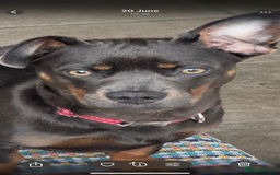 Mixed Breed dogs for sale: Dachshund/ french bulldog - Image 6