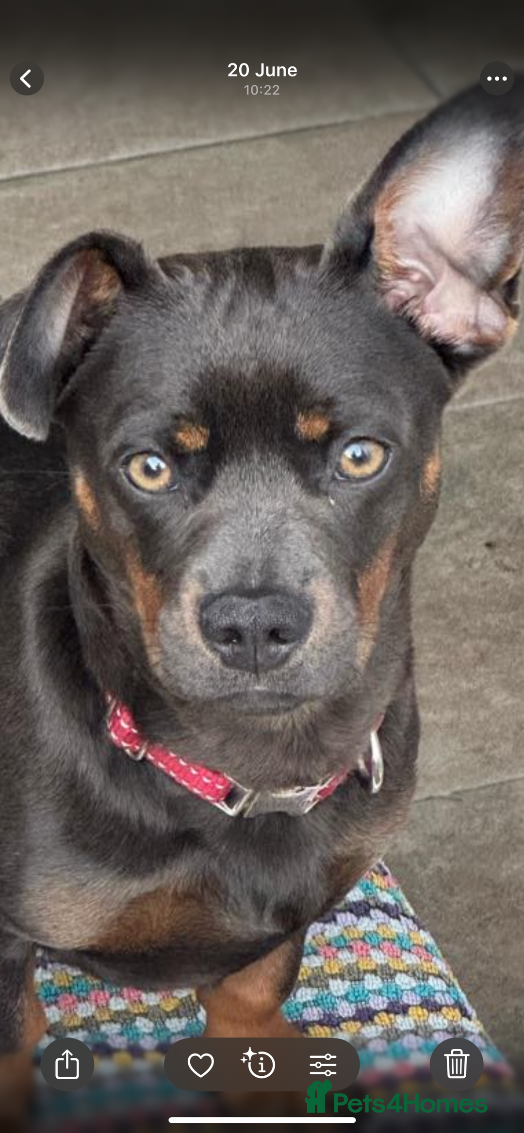 Mixed Breed dogs for sale: Dachshund/ french bulldog - Image 6