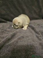 French Bulldog dogs French bulldog puppies - Advert 2