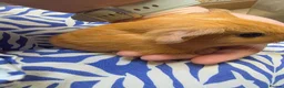Guinea Pig rodents for sale: Female guinea pigs  - Advert 12