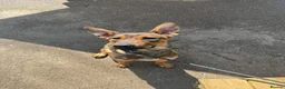 Mixed Breed dogs for sale: BEAUTIFUL BULLHERDER LOOKING FOR FOREVER HOME - Advert 6