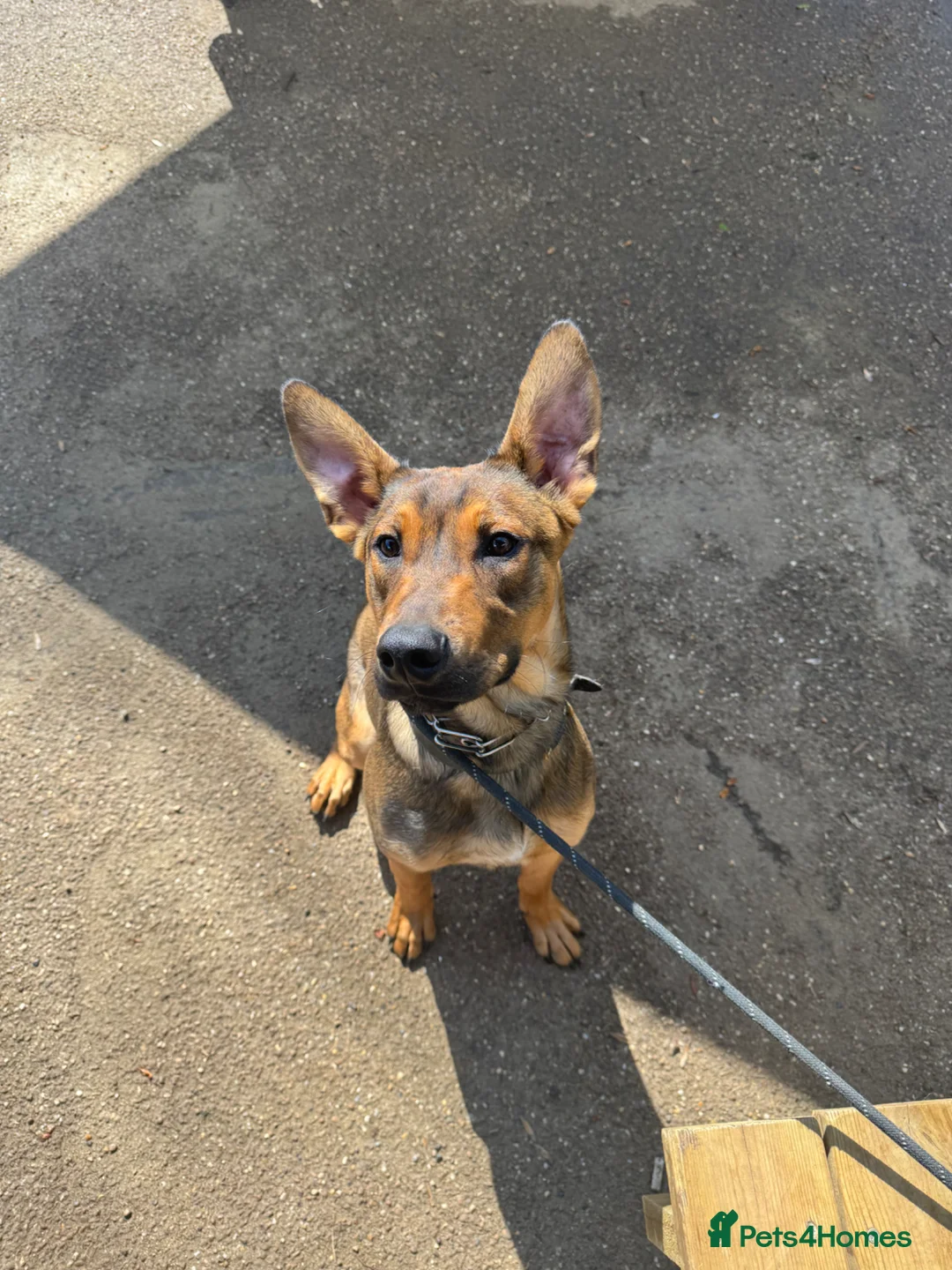 Mixed Breed dogs for sale: BEAUTIFUL BULLHERDER LOOKING FOR FOREVER HOME - Advert 6