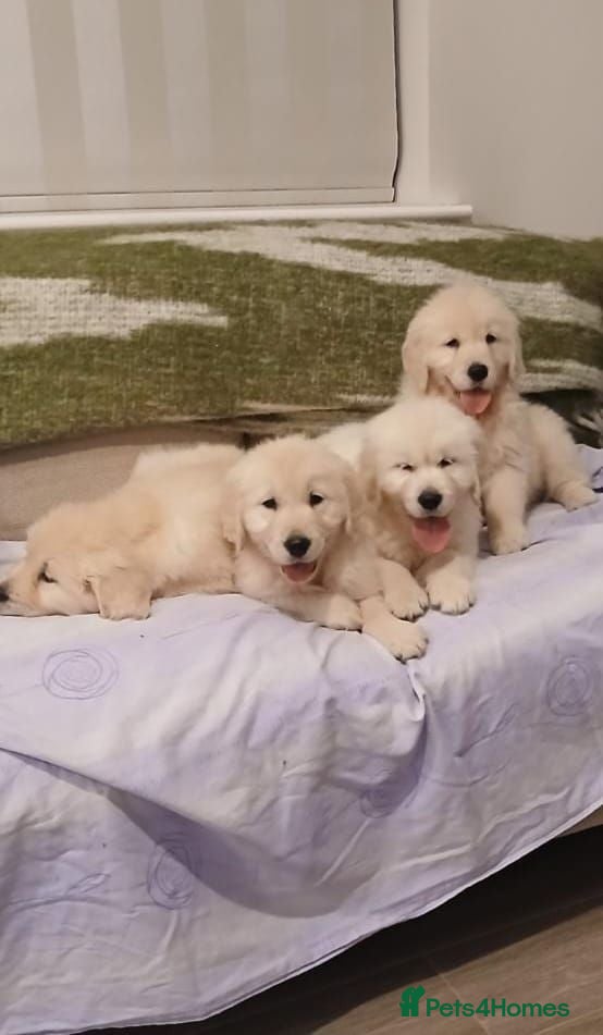 Golden Retriever dogs GOLDEN RETRIEVER PUPPIES TO GO  - Advert 2