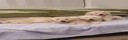 Golden Retriever dogs for sale: GOLDEN RETRIEVER PUPPIES TO GO  in Rossendale - Advert 1
