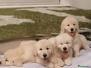 Golden Retriever dogs GOLDEN RETRIEVER PUPPIES TO GO - Advert 2