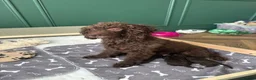 Cockapoo dogs for sale: 🤎 Chocolate Cockapoo’s 🤎 Health Tested 🤎 - Advert 5