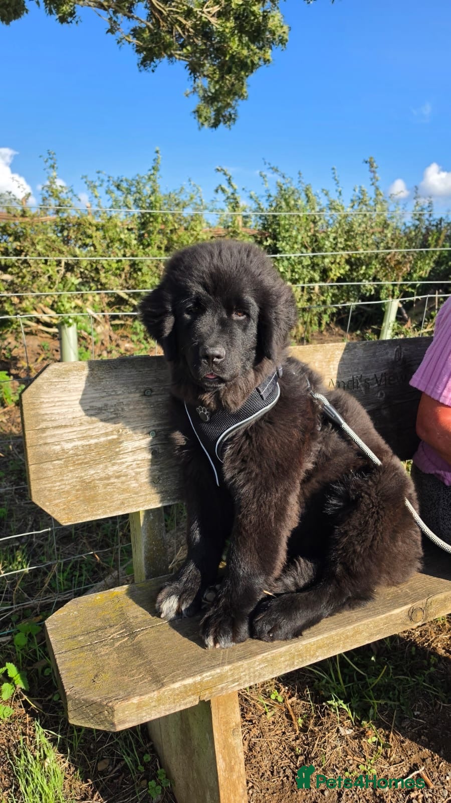 Mixed Breed dogs Gorgeous Newfoundland Shepherd Girl - Advert 1