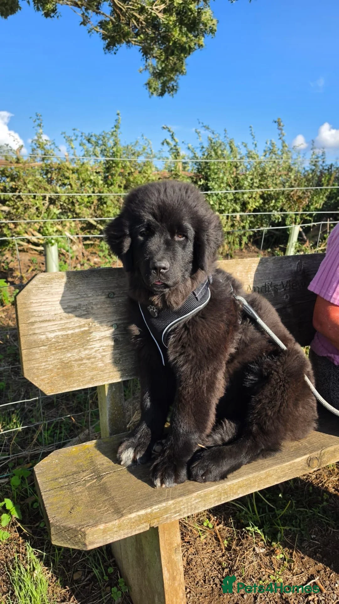 Mixed Breed dogs for sale: Gorgeous Newfoundland Shepherd Girl - Advert 1