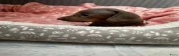 Miniature Dachshund dogs for sale: 5 Isabella and Tan puppies ready to go 10th July - Advert 19