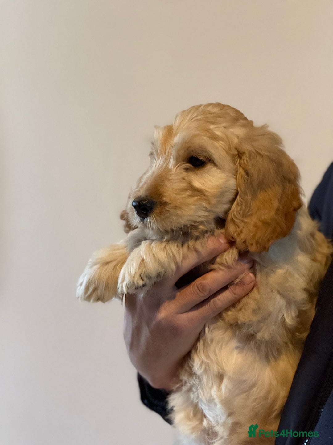 Cockapoo dogs for sale: F1 standard Cockapoo’s  - Advert 13