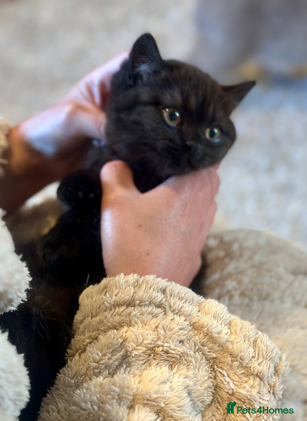 British Shorthair cats for sale: Superb British Short Hair kittens  in Bradford - Image 16