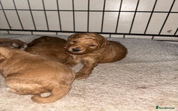 Poochon dogs for sale: Beautiful pups looking for their forever home  - Image 6