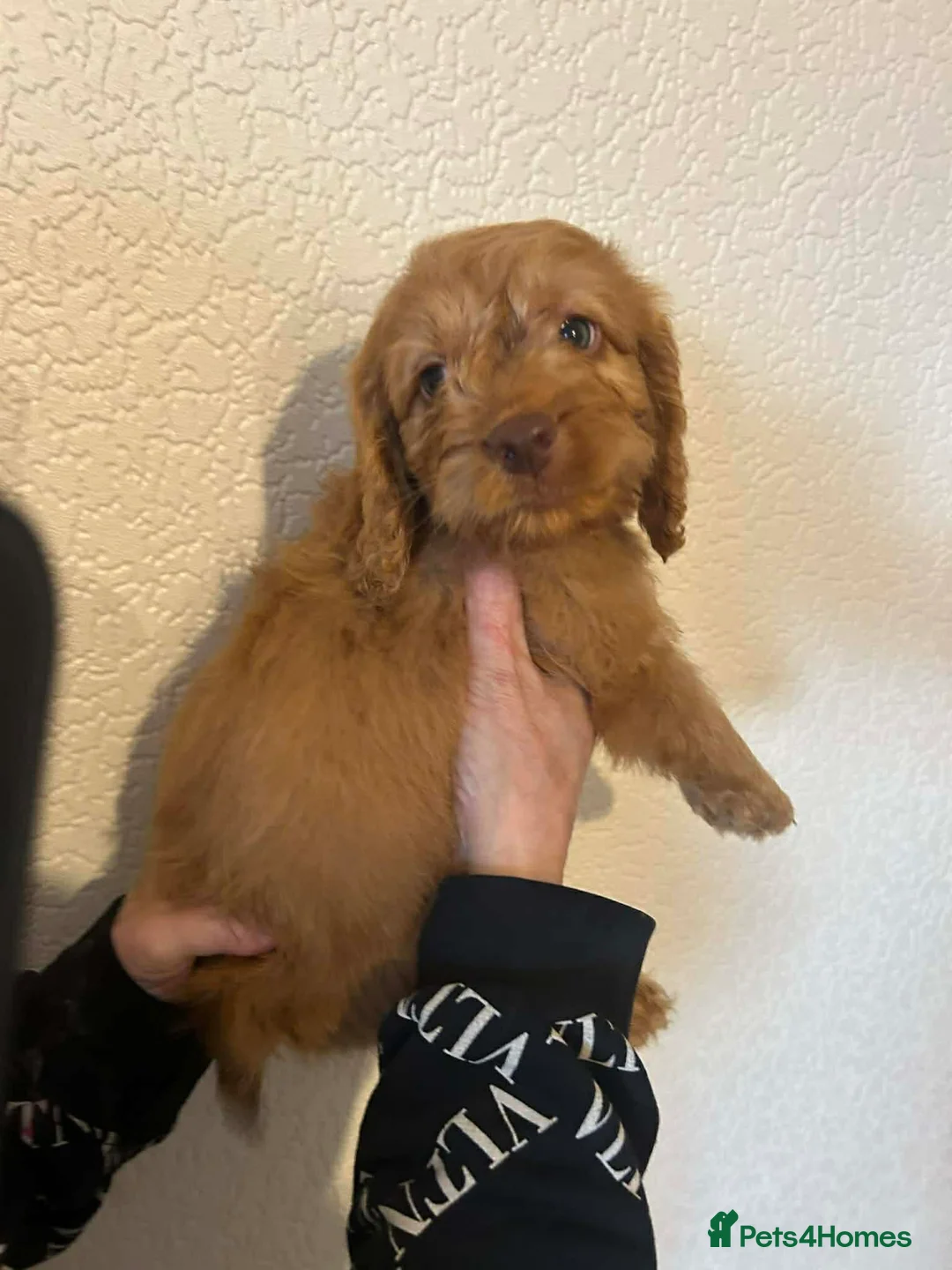 Cockapoo dogs for sale: Ready to leave cockerpoo  - Advert 4