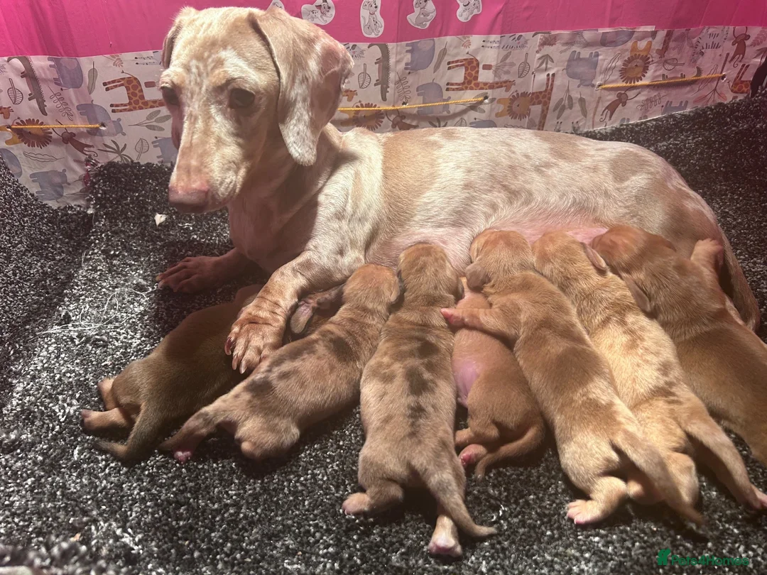 Dachshund dogs for sale: HIGH QUALITY MINIATURE DACHSHUND PUPPIES - Advert 1