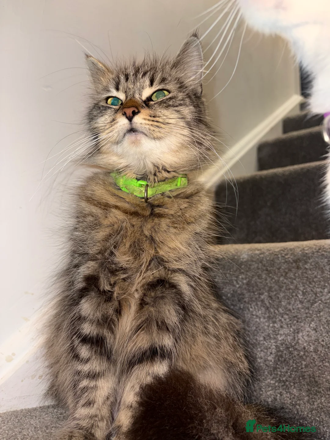 Mixed Breed cats for sale: Maine Coon X British longhair Kittens  - Advert 2