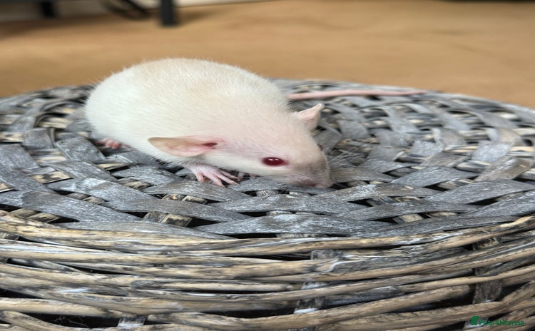 Rat rodents - Advert 2