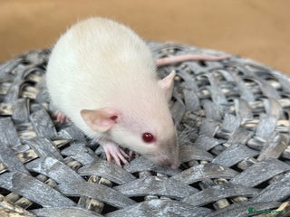 Rat rodents - Advert 3