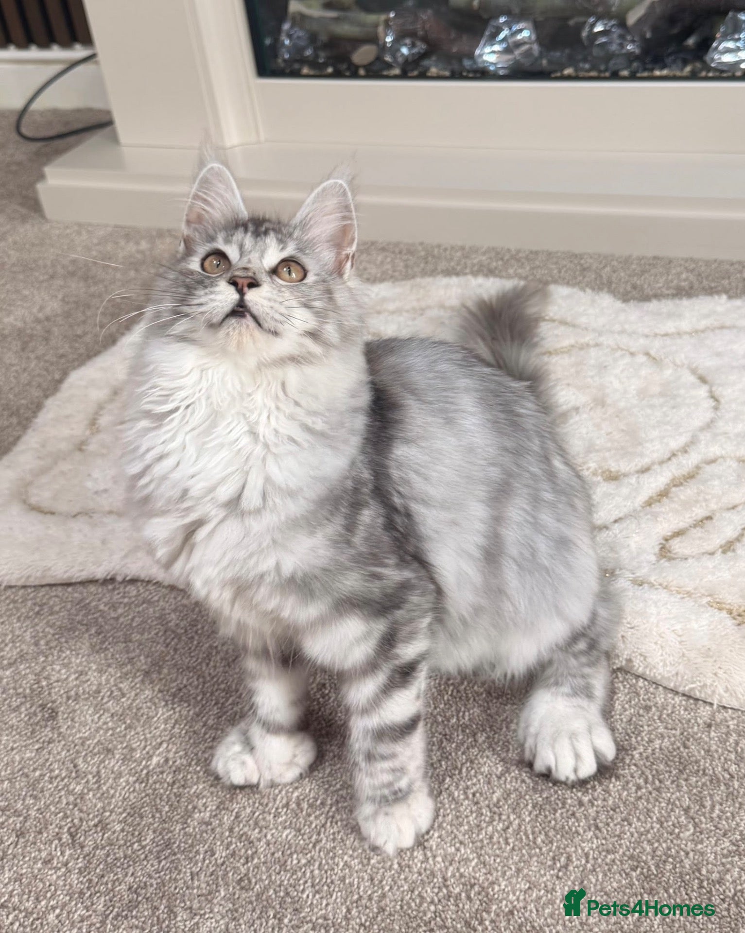Maine Coon cats Black Silver tortie Polydactyl Maine Coon Active - Advert 6