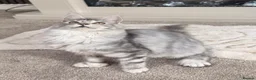 Maine Coon cats for sale: Black Silver tortie Polydactyl Maine Coon Active - Advert 3