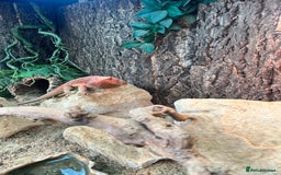 Bearded Dragon reptiles for sale: Red Bearded Dragon & full set up - Image 3