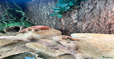 Bearded Dragon reptiles - Advert 2