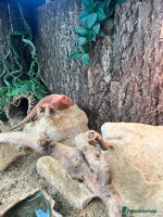 Bearded Dragon reptiles - Advert 8