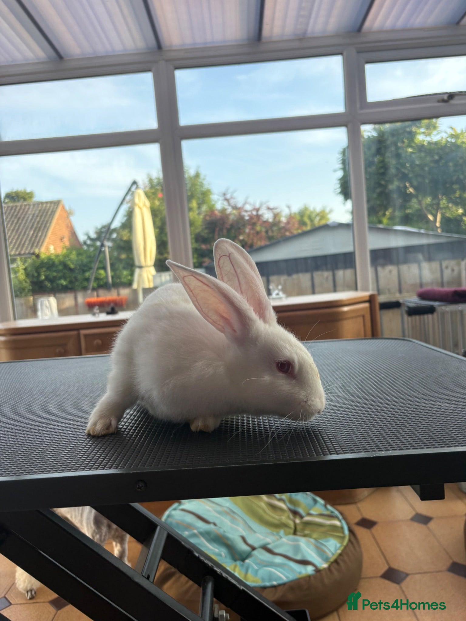 New Zealand rabbits New Zealand white doe - Advert 4