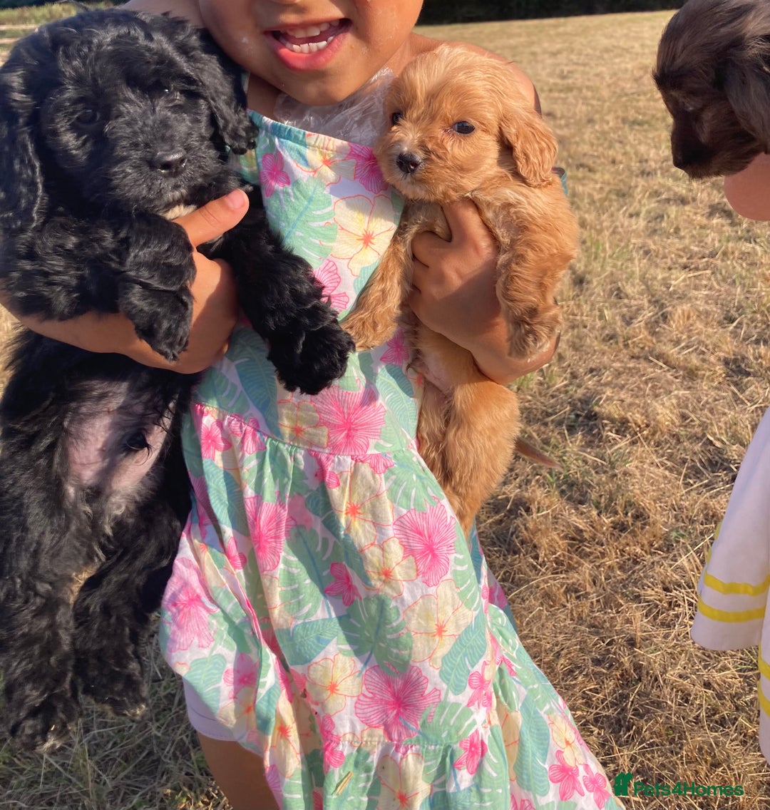 Cockapoo dogs for sale: Cockapoos  - Image 8