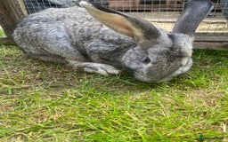 Giant Papillon rabbits for sale: 2 giant males papillon x nz - Image 2