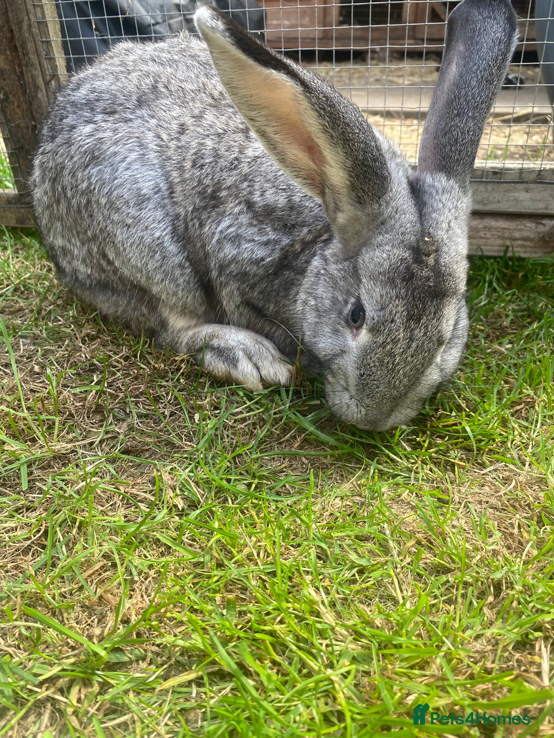 Giant Papillon rabbits for sale: 2 giant males papillon x nz - Image 2