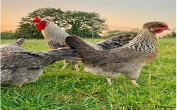 Mixed Breed birds for sale: Point of lay Hens & Pullets – VARIOUS BREEDS 🦚  - Image 24
