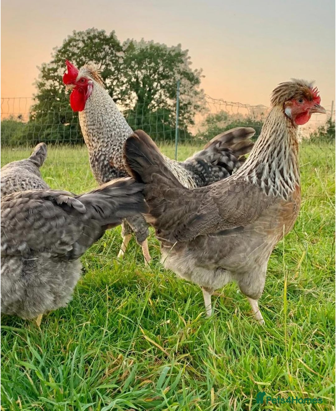Mixed Breed birds for sale: Point of lay Hens & Pullets – VARIOUS BREEDS 🦚  - Image 24