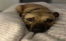 Staffordshire Bull Terrier dogs for sale: Lola  - Image 4