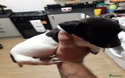 Jack Russell dogs for sale: Jack rusell - Image 3