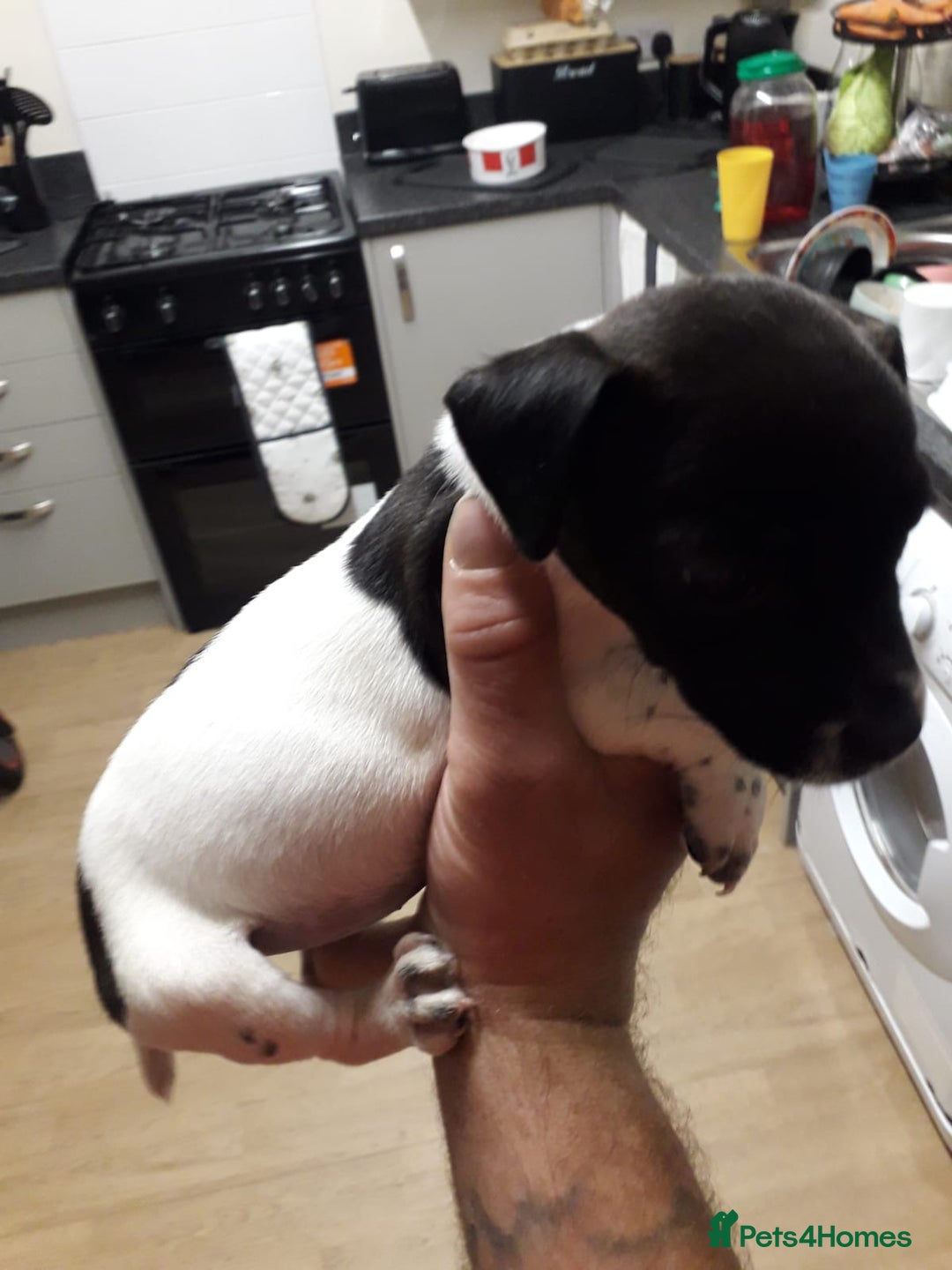 Jack Russell dogs for sale: Jack rusell - Image 3