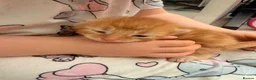 Maine Coon cats for sale: Maine coone cross kittens  - Advert 16
