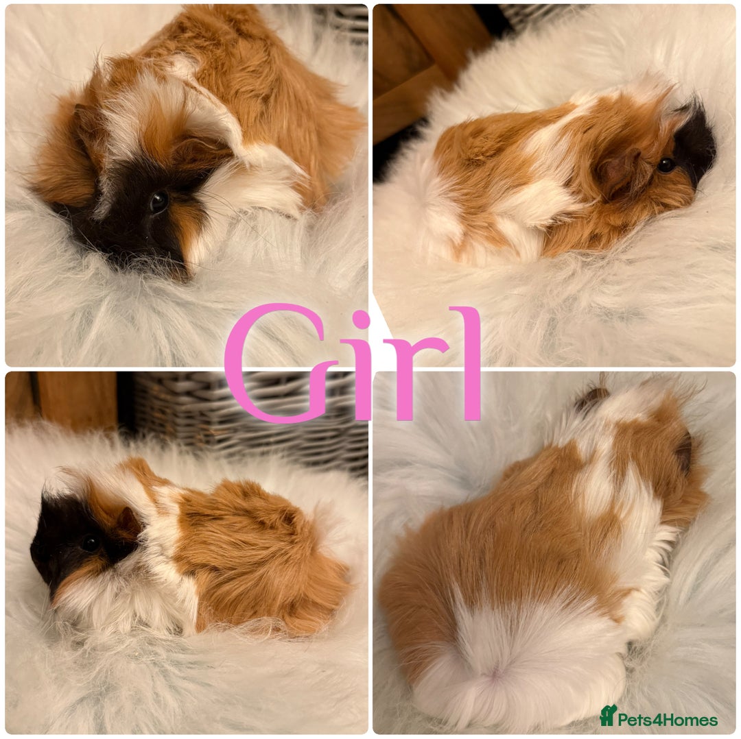 Guinea Pig rodents for sale: Baby Guinea Pigs for Sale Peruvian/Sheltie Mix 8wk - Advert 1